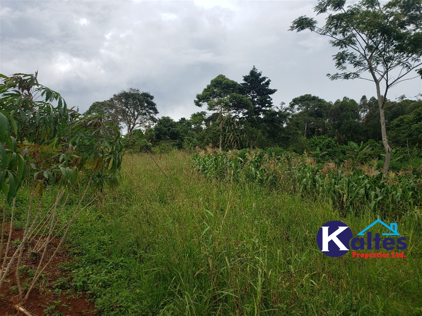 Agricultural Land for sale in Nkokonjeru Mukono