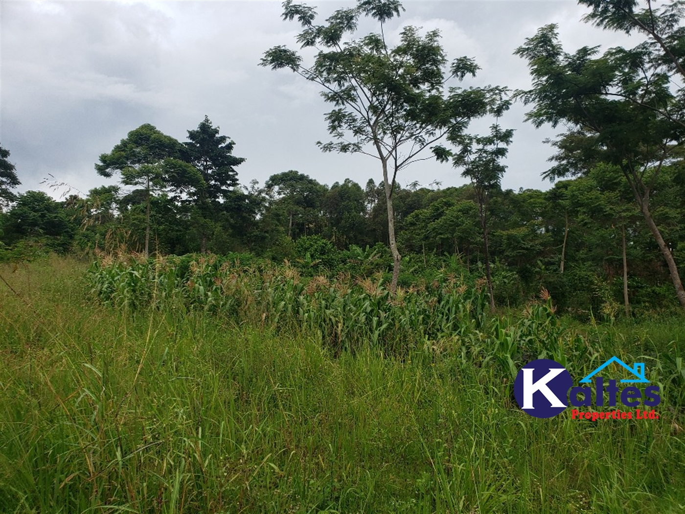 Agricultural Land for sale in Nkokonjeru Mukono