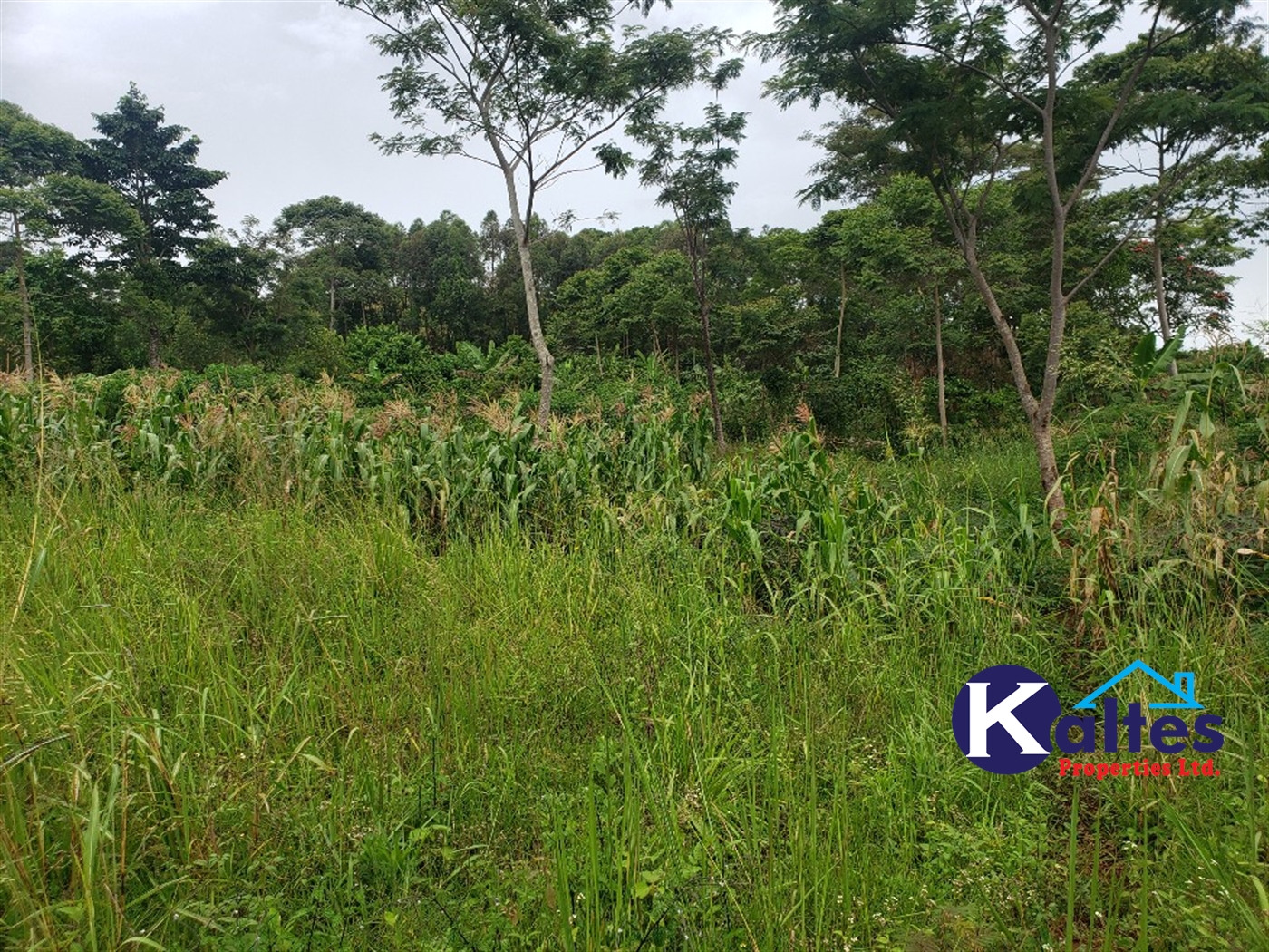 Agricultural Land for sale in Nkokonjeru Mukono