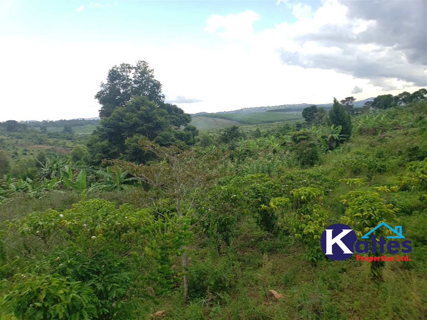 Agricultural Land for sale in Nkokonjeru Mukono