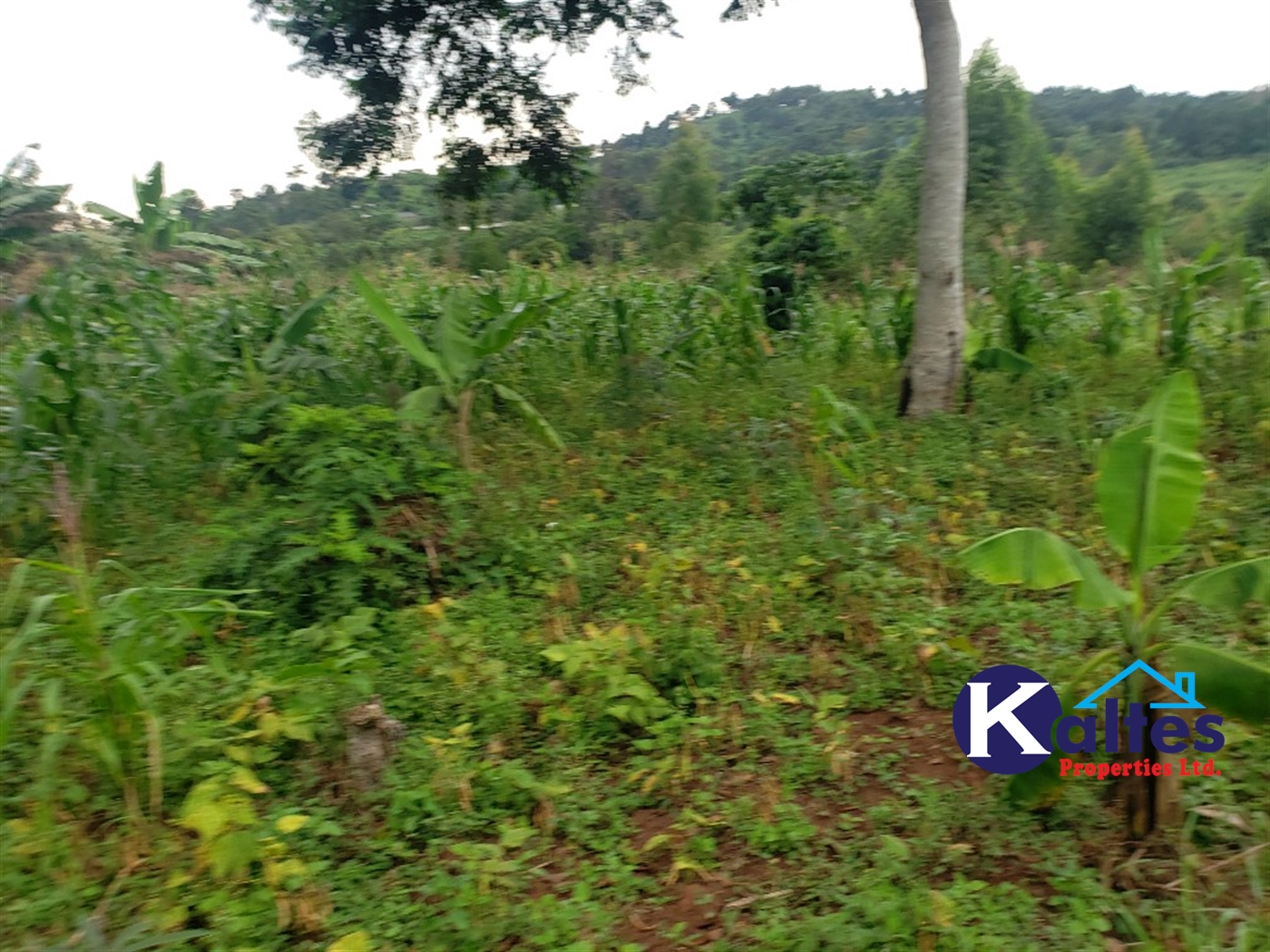 Agricultural Land for sale in Nkokonjeru Mukono