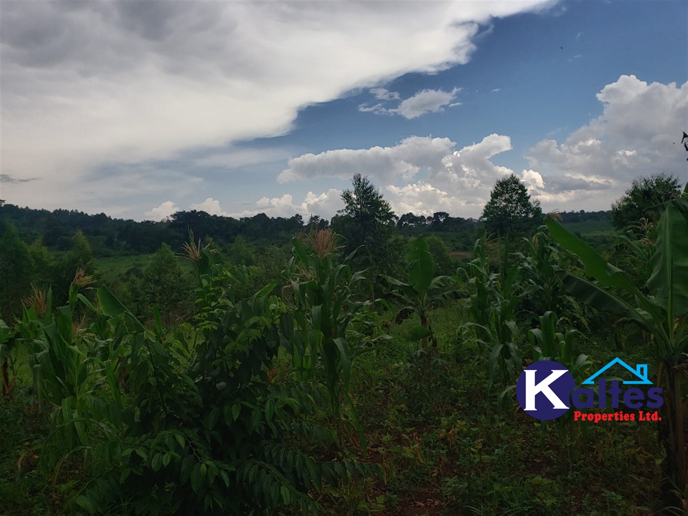 Agricultural Land for sale in Nkokonjeru Mukono