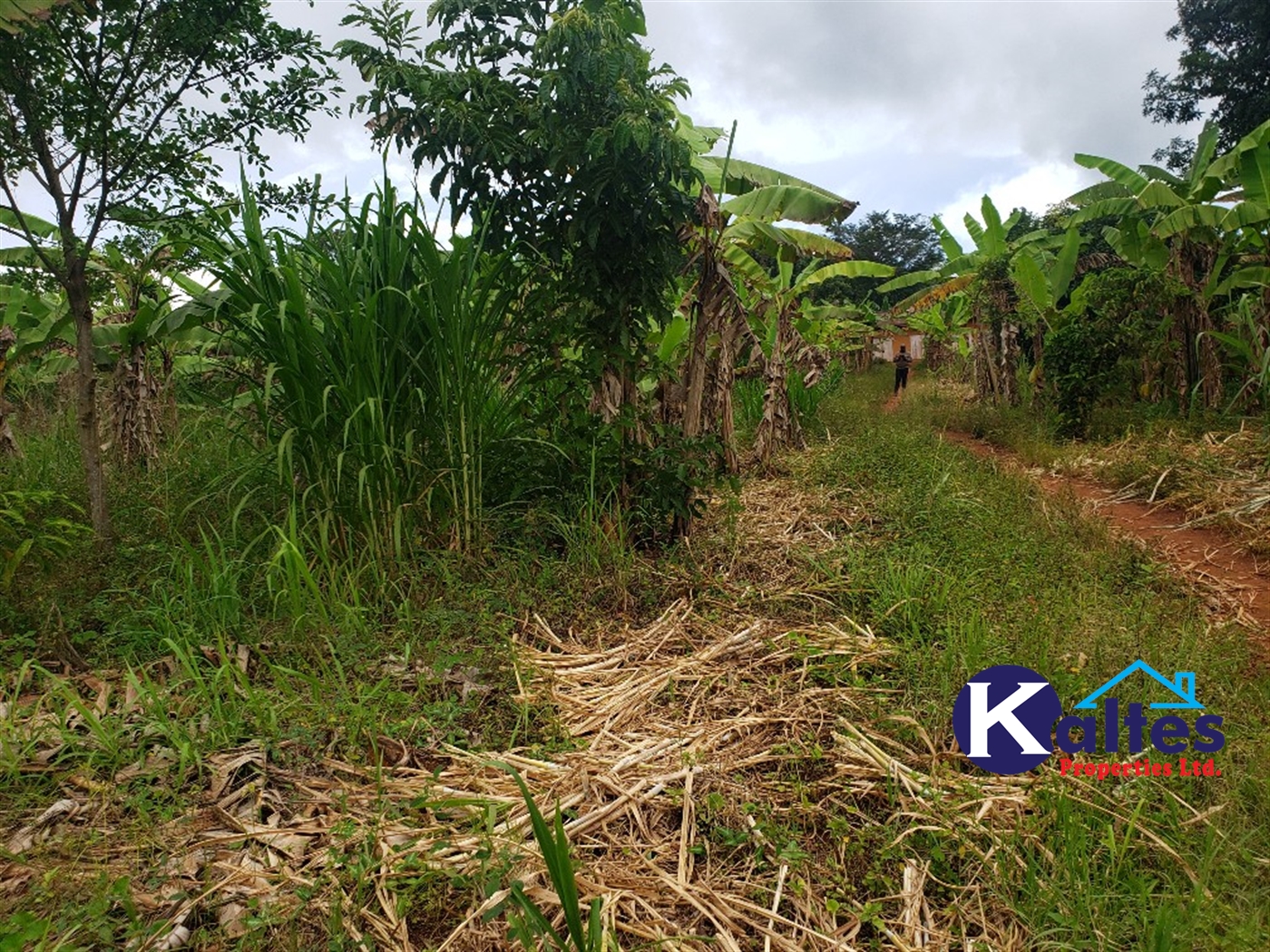 Agricultural Land for sale in Nkokonjeru Mukono