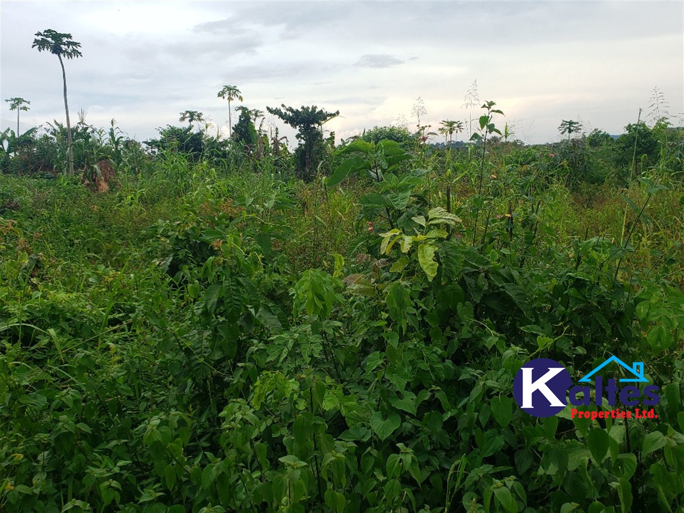 Agricultural Land for sale in Nkokonjeru Mukono