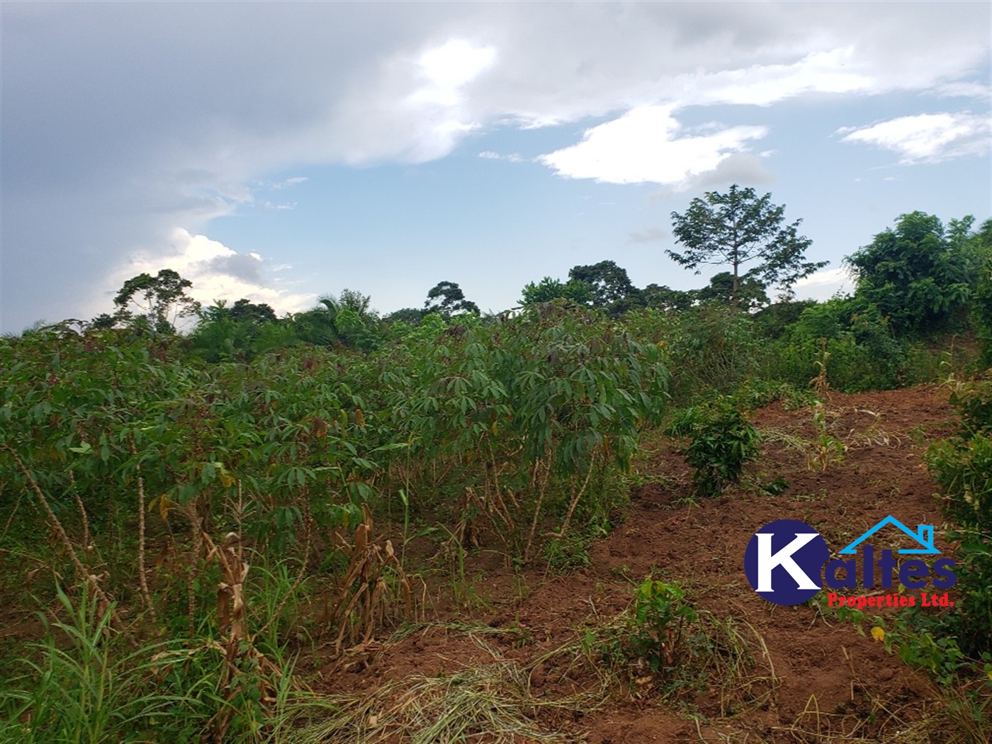 Agricultural Land for sale in Nkokonjeru Mukono