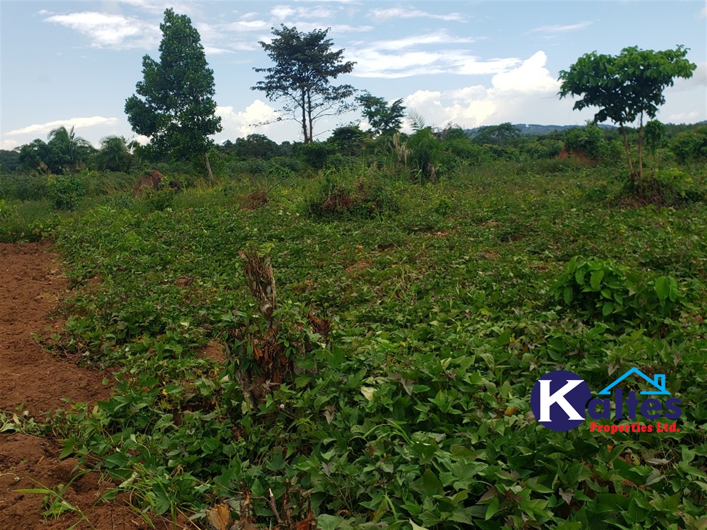 Agricultural Land for sale in Nkokonjeru Mukono