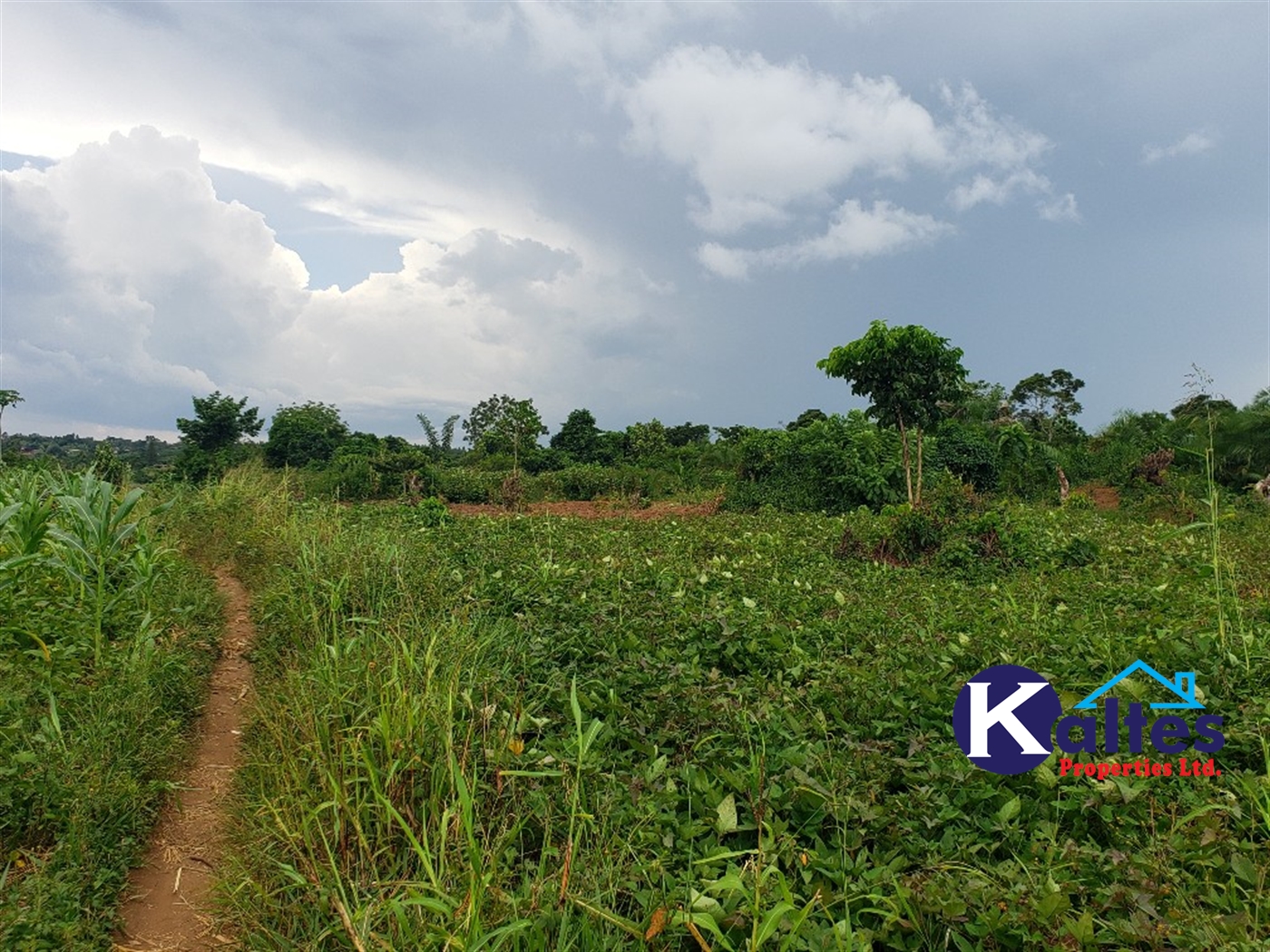 Agricultural Land for sale in Nkokonjeru Mukono