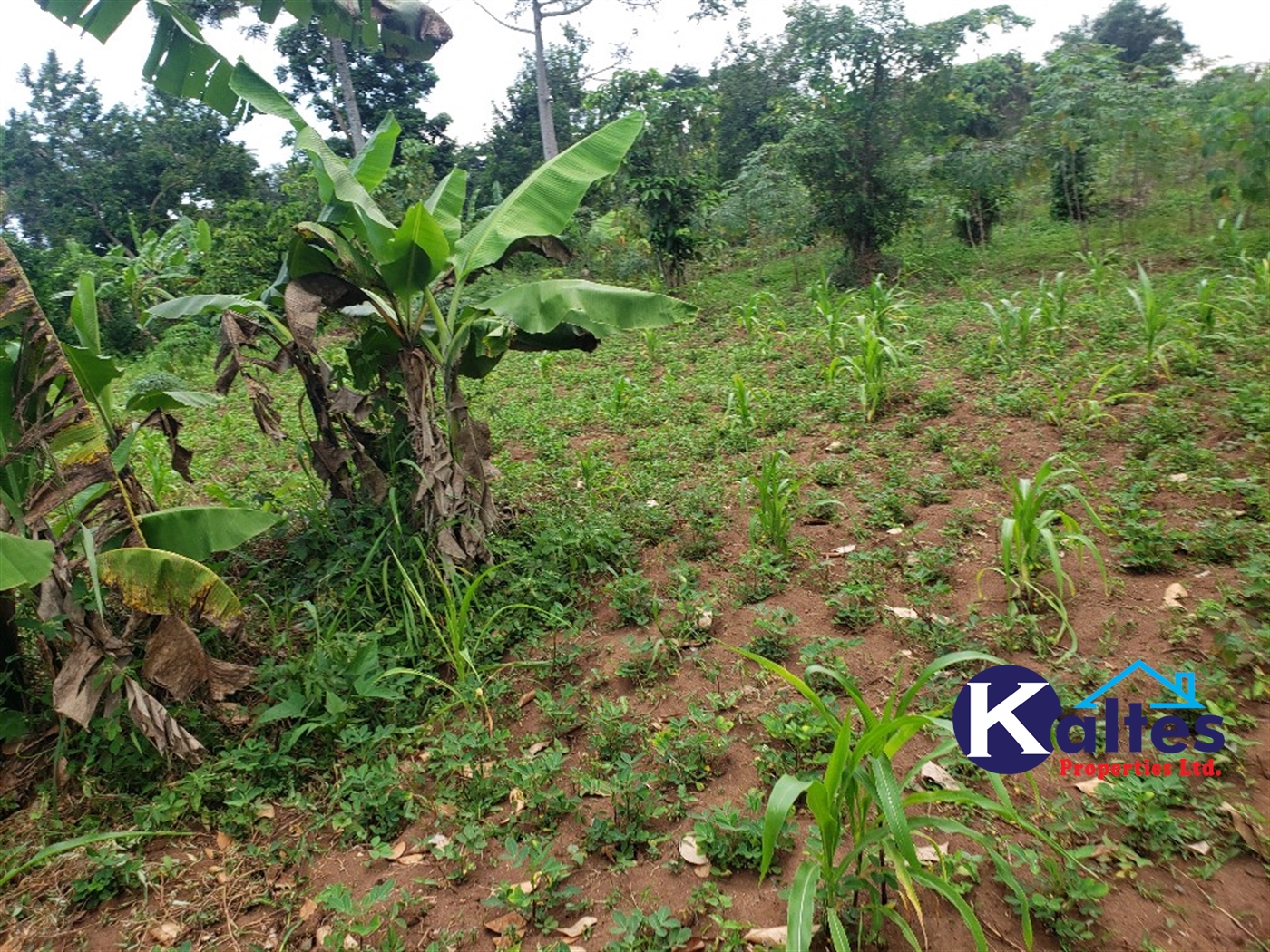 Agricultural Land for sale in Nkokonjeru Mukono