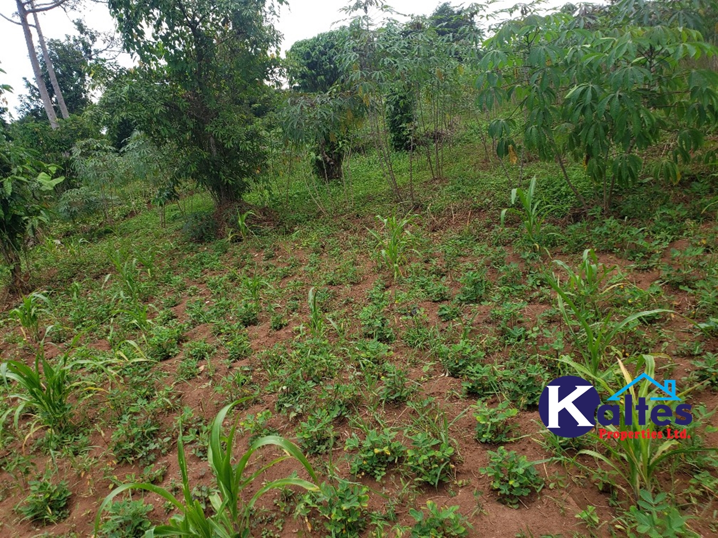 Agricultural Land for sale in Nkokonjeru Mukono