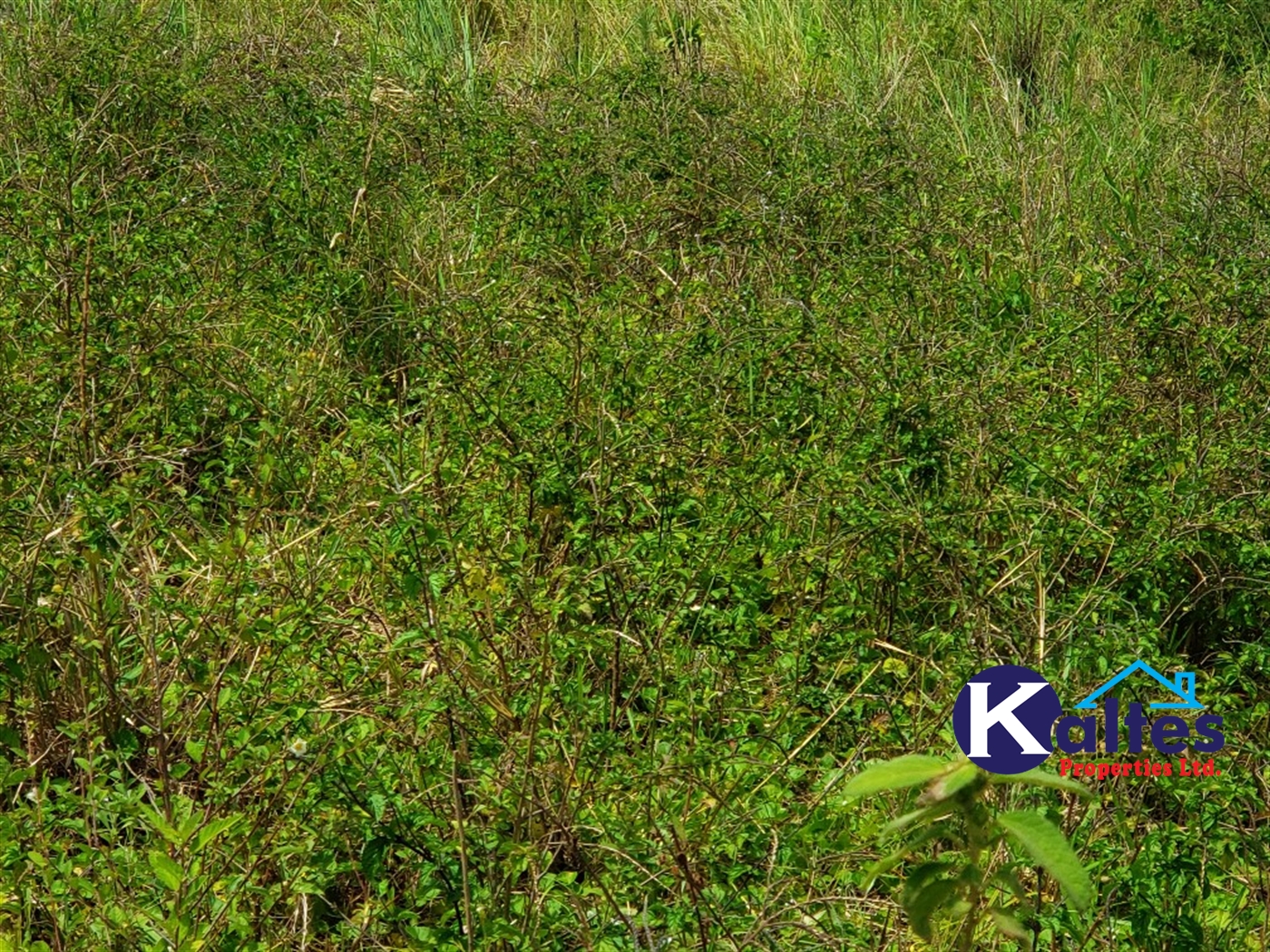 Agricultural Land for sale in Nkokonjeru Mukono