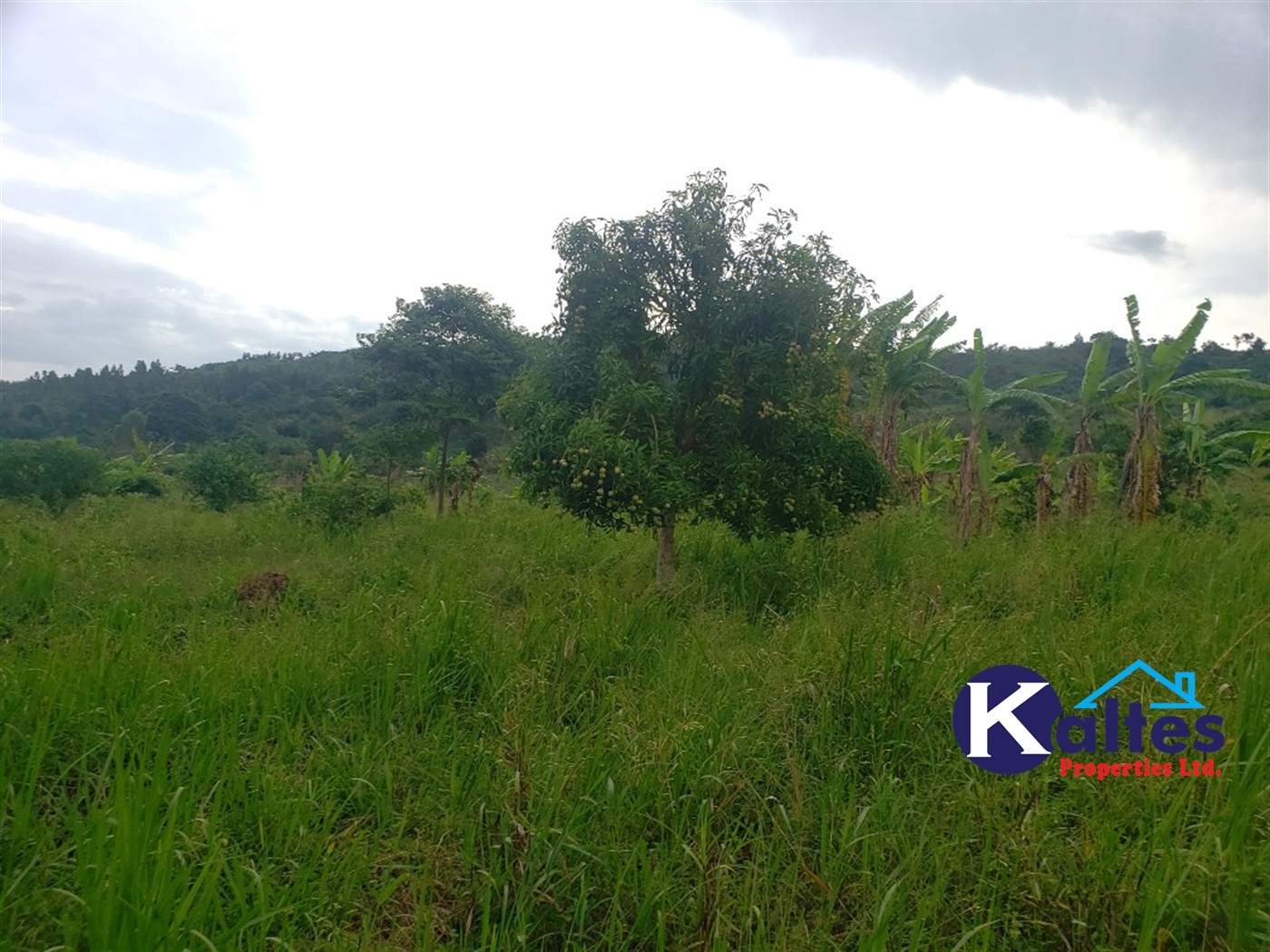 Agricultural Land for sale in Nkokonjeru Mukono