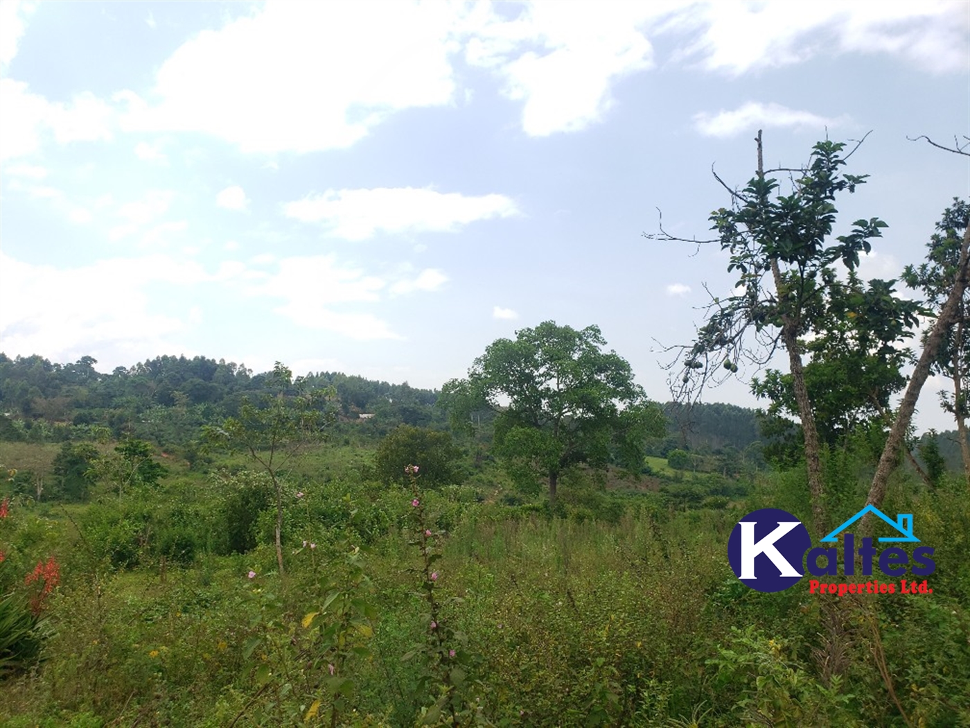 Agricultural Land for sale in Nkokonjeru Mukono