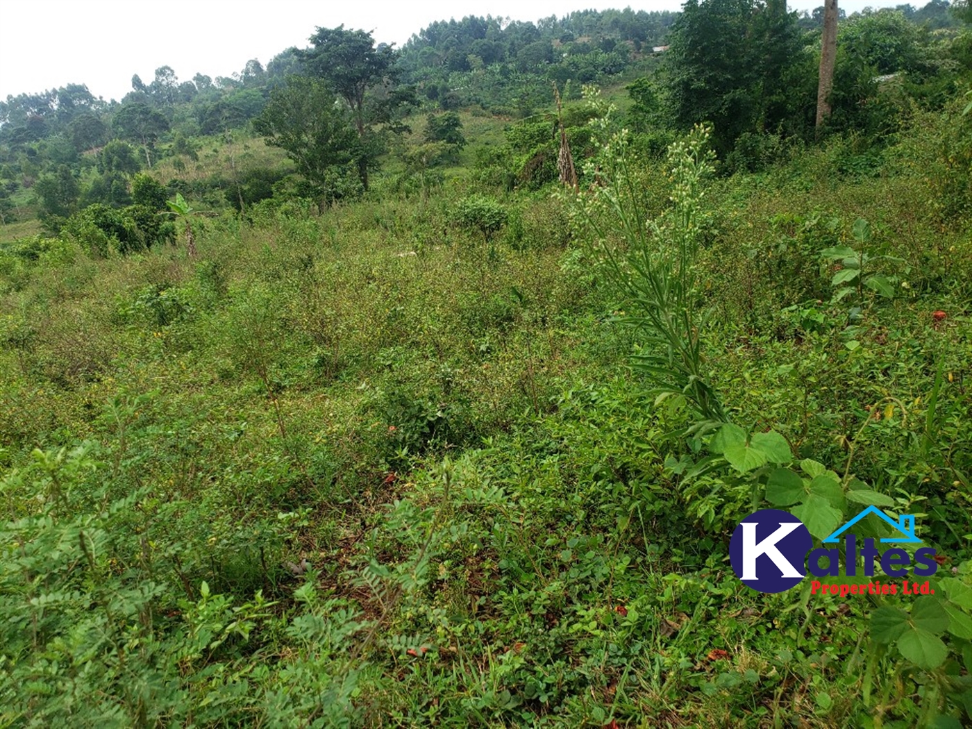 Agricultural Land for sale in Nkokonjeru Mukono