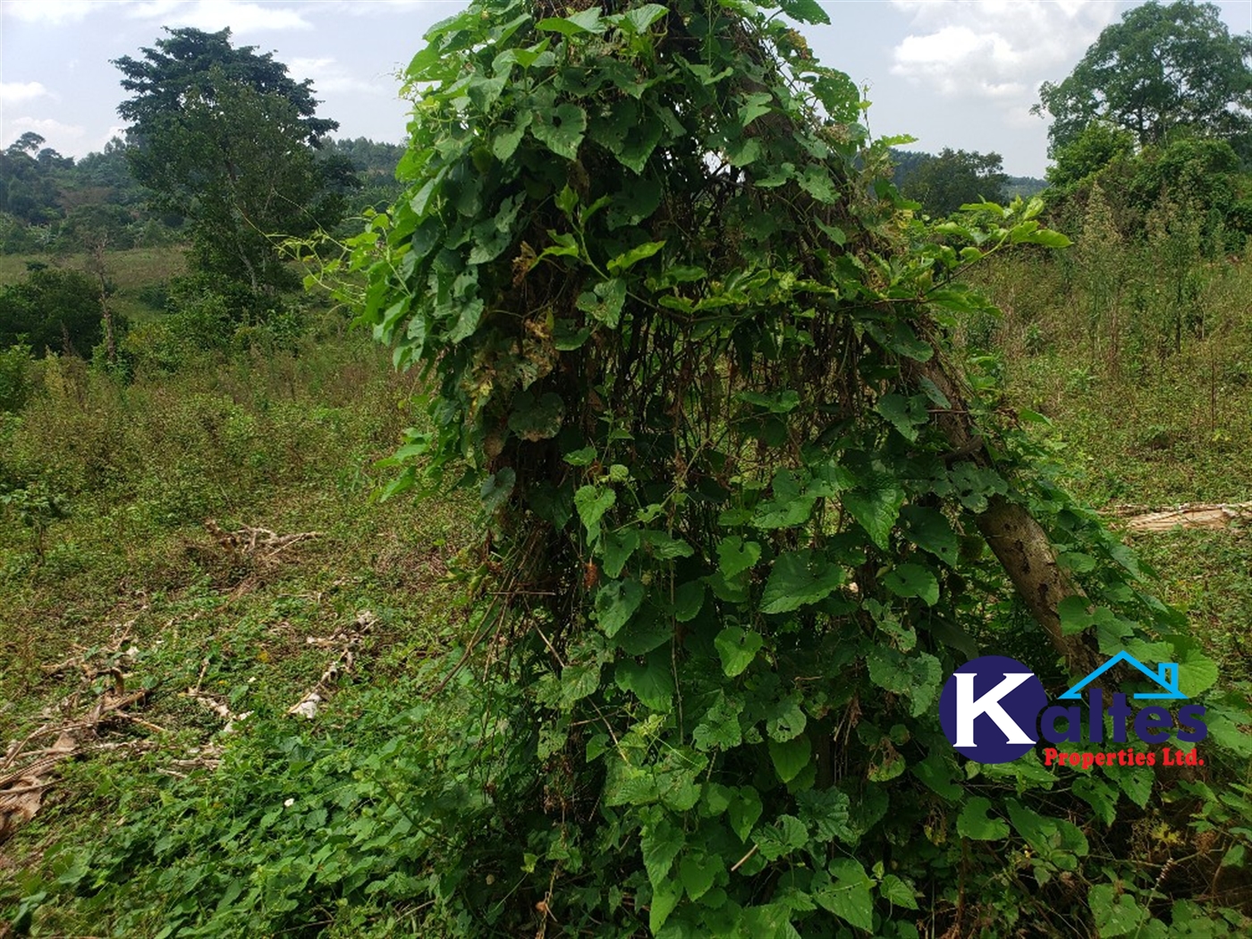 Agricultural Land for sale in Nkokonjeru Mukono