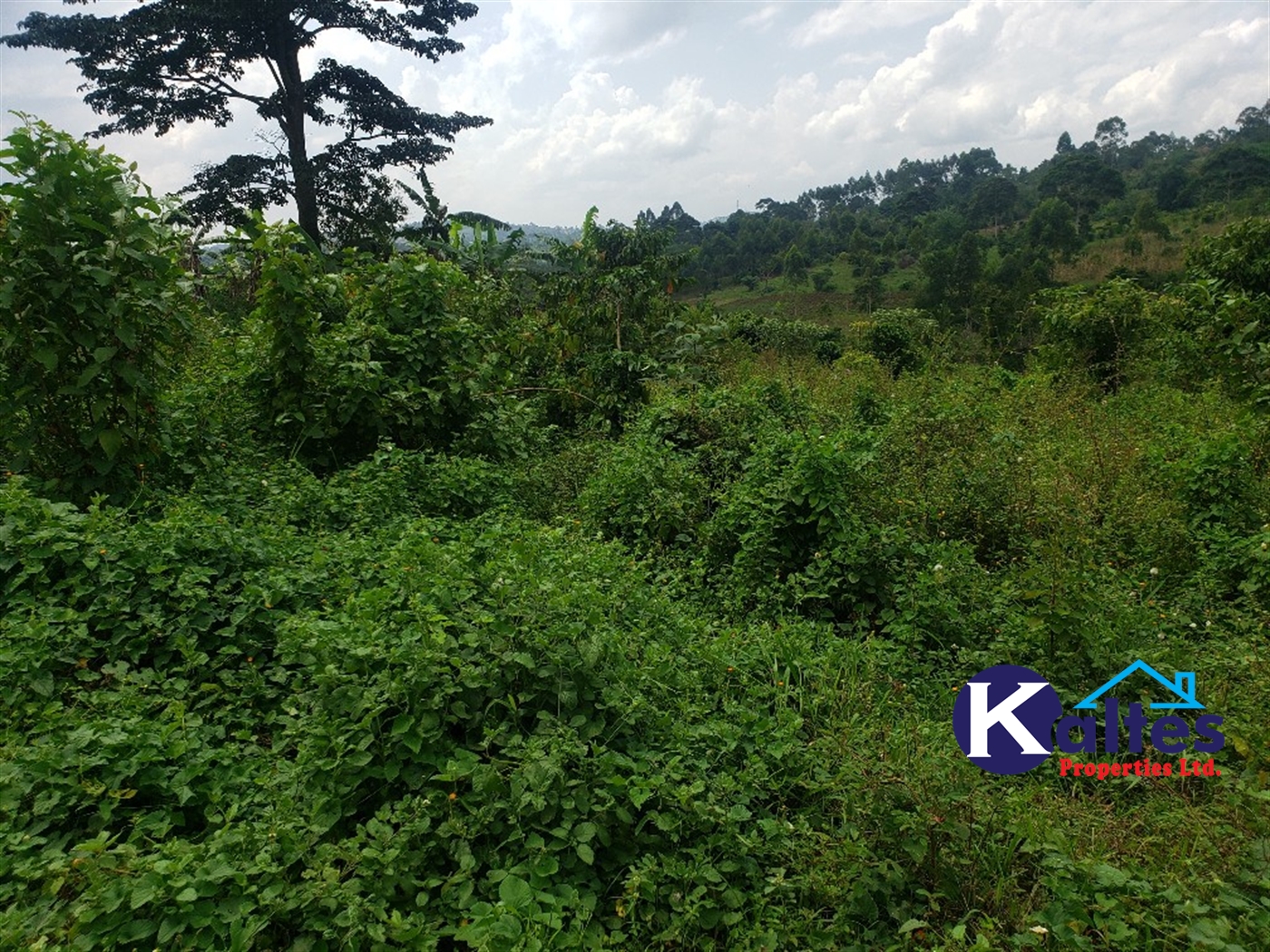 Agricultural Land for sale in Nkokonjeru Mukono