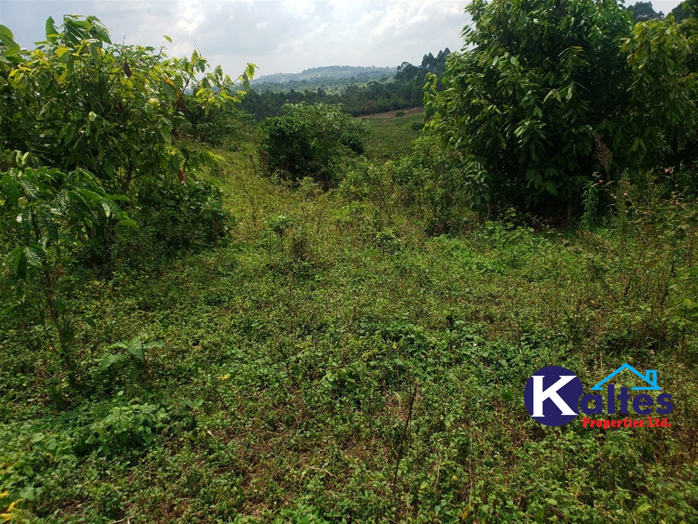 Agricultural Land for sale in Nkokonjeru Mukono