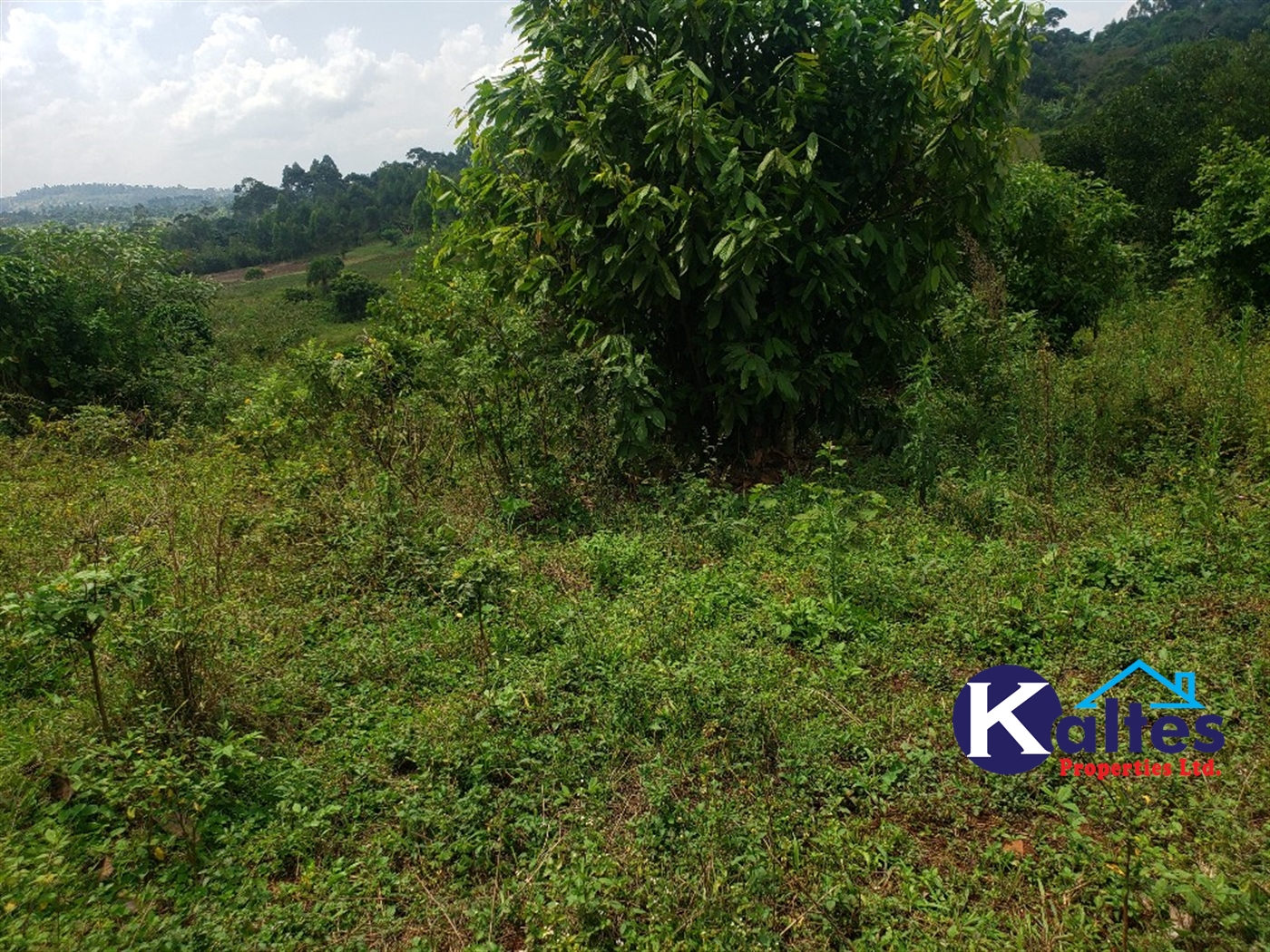 Agricultural Land for sale in Nkokonjeru Mukono