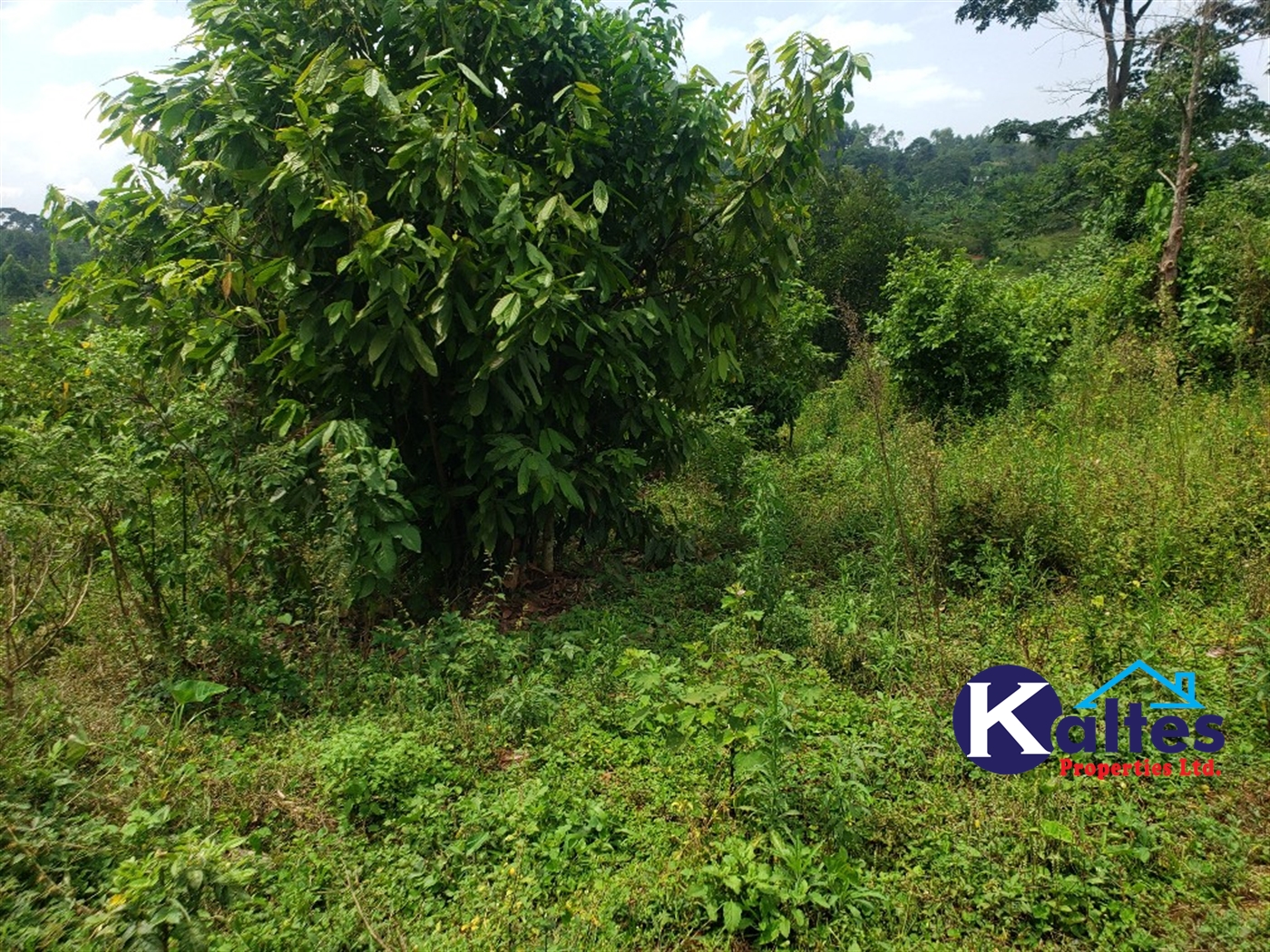 Agricultural Land for sale in Nkokonjeru Mukono