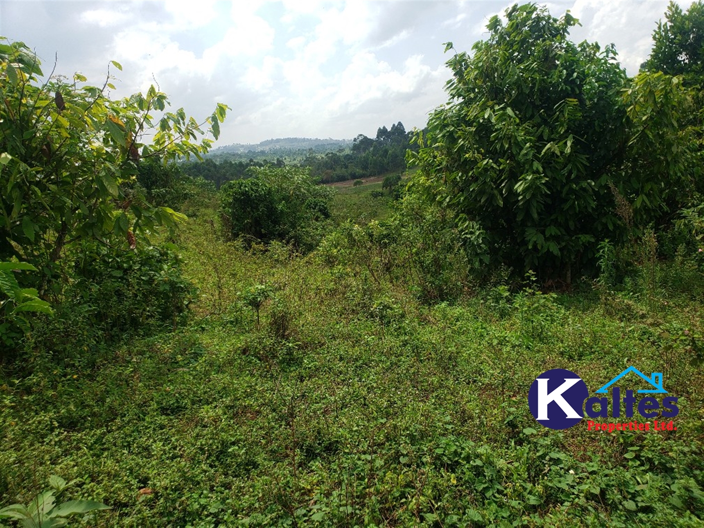 Agricultural Land for sale in Nkokonjeru Mukono