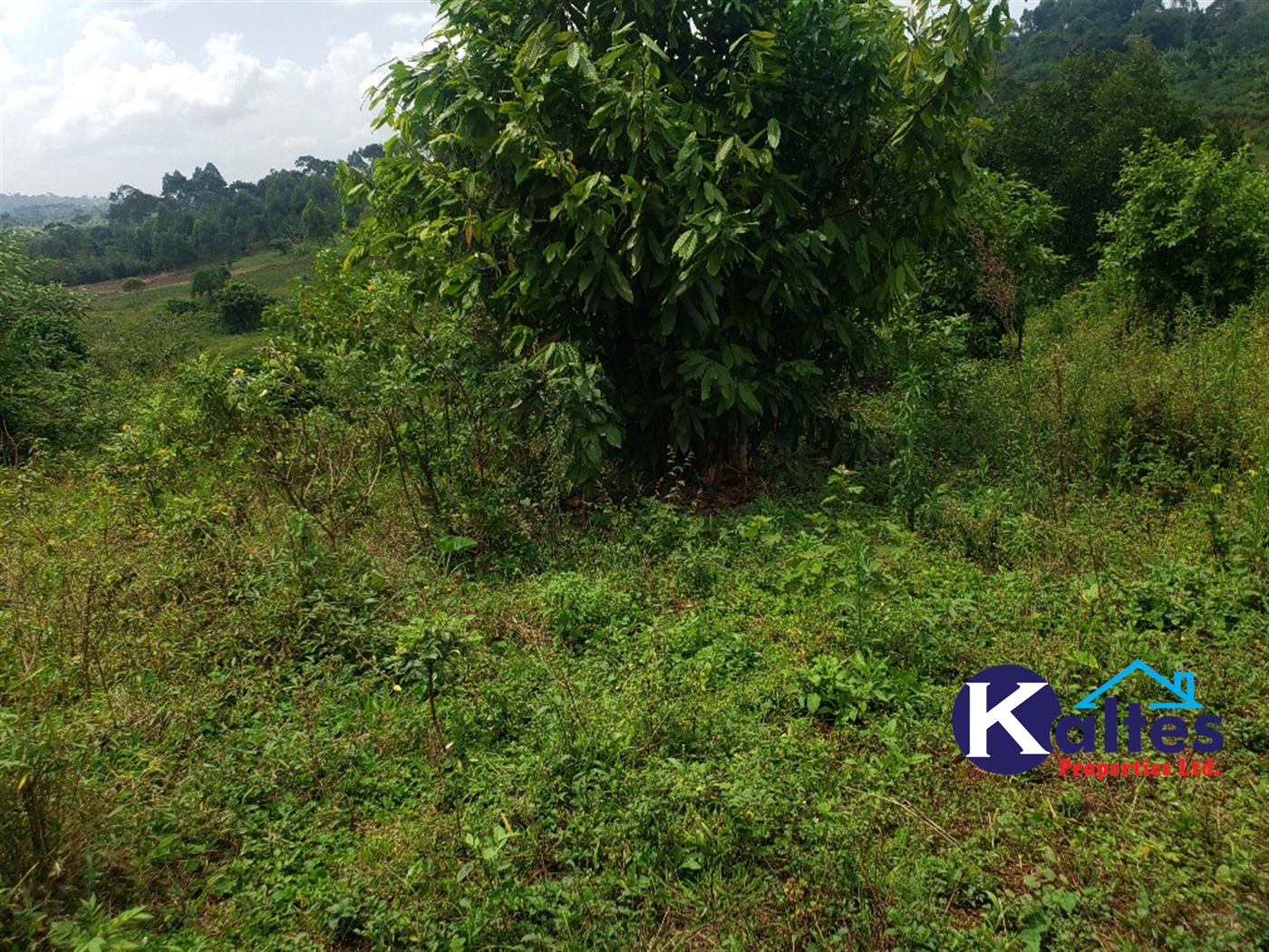 Agricultural Land for sale in Nkokonjeru Mukono