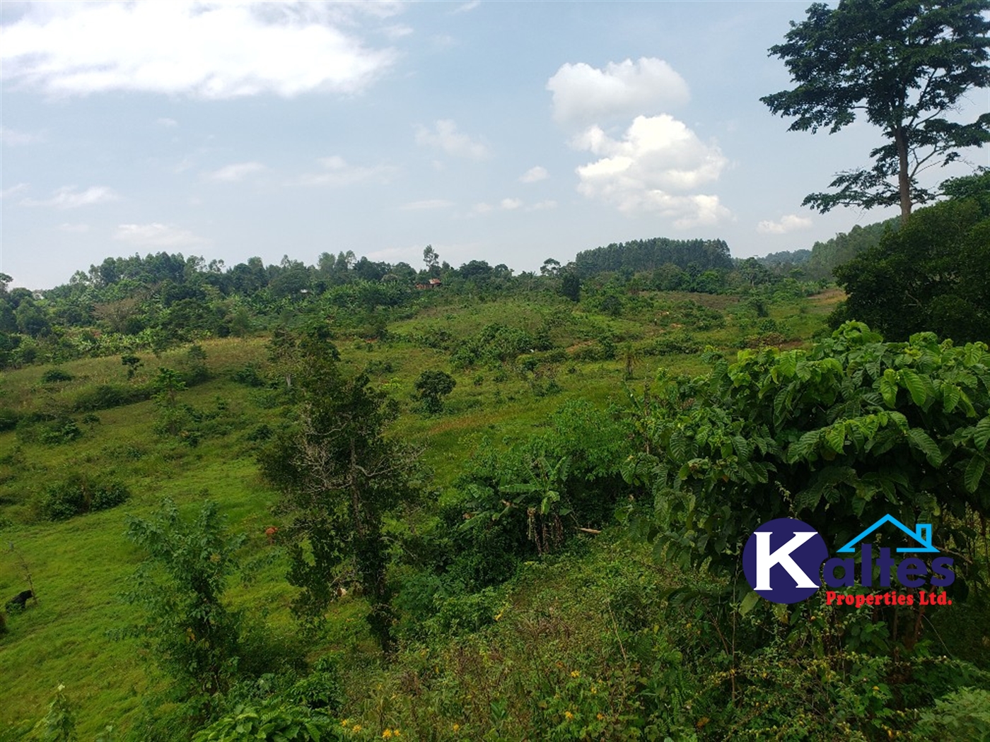 Agricultural Land for sale in Nkokonjeru Mukono