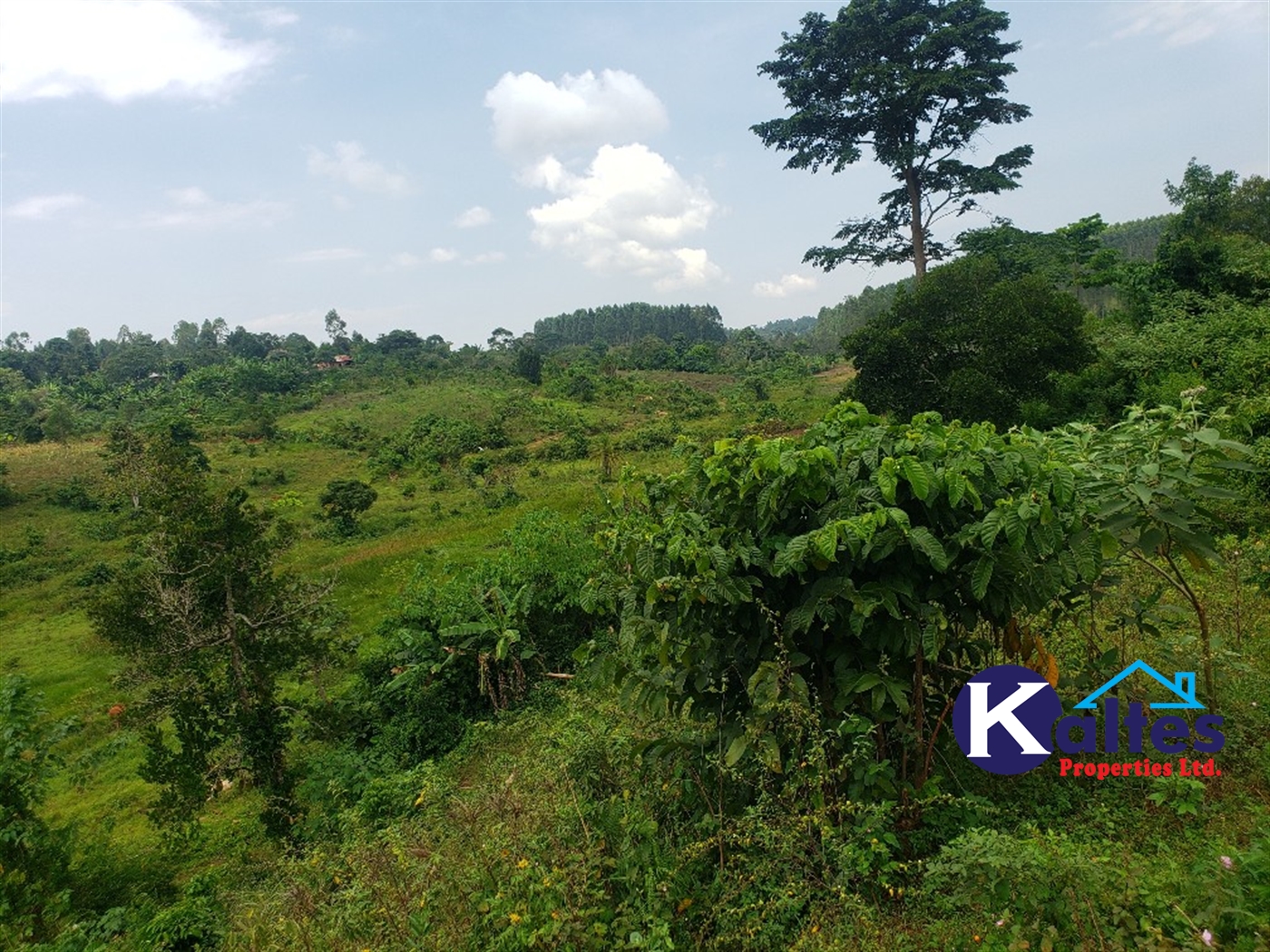 Agricultural Land for sale in Nkokonjeru Mukono