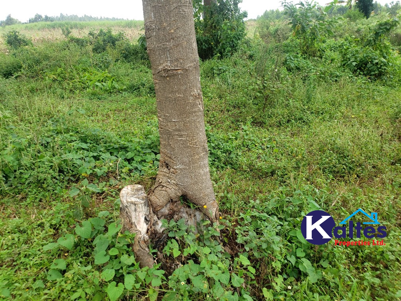 Agricultural Land for sale in Nkokonjeru Mukono