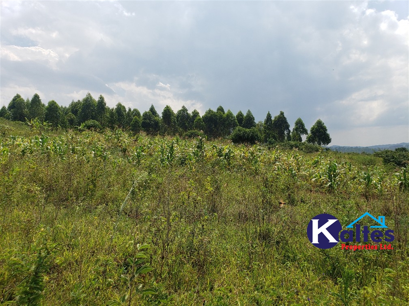 Agricultural Land for sale in Nkokonjeru Mukono