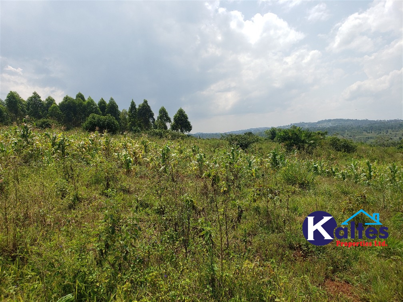 Agricultural Land for sale in Nkokonjeru Mukono