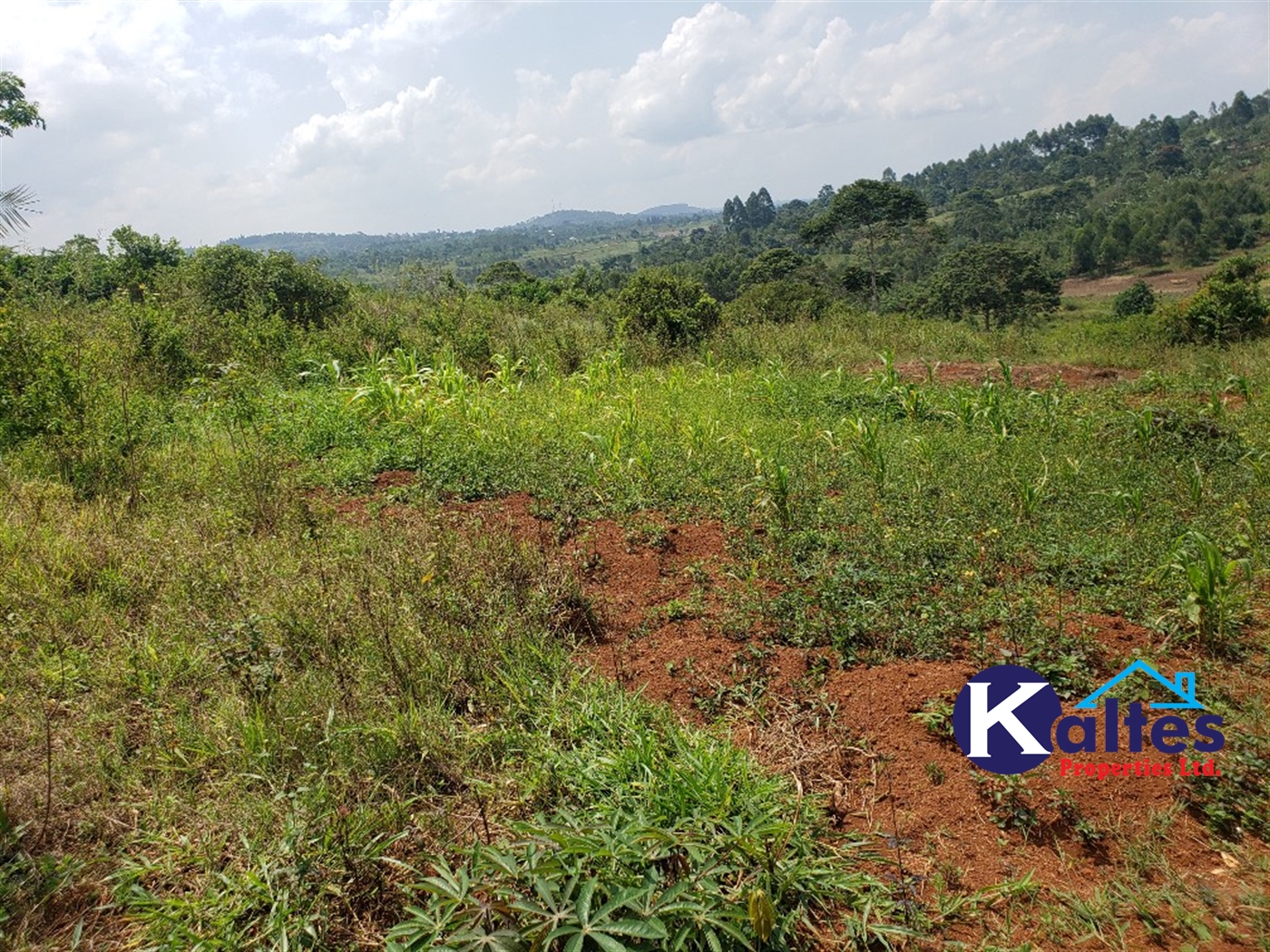 Agricultural Land for sale in Nkokonjeru Mukono