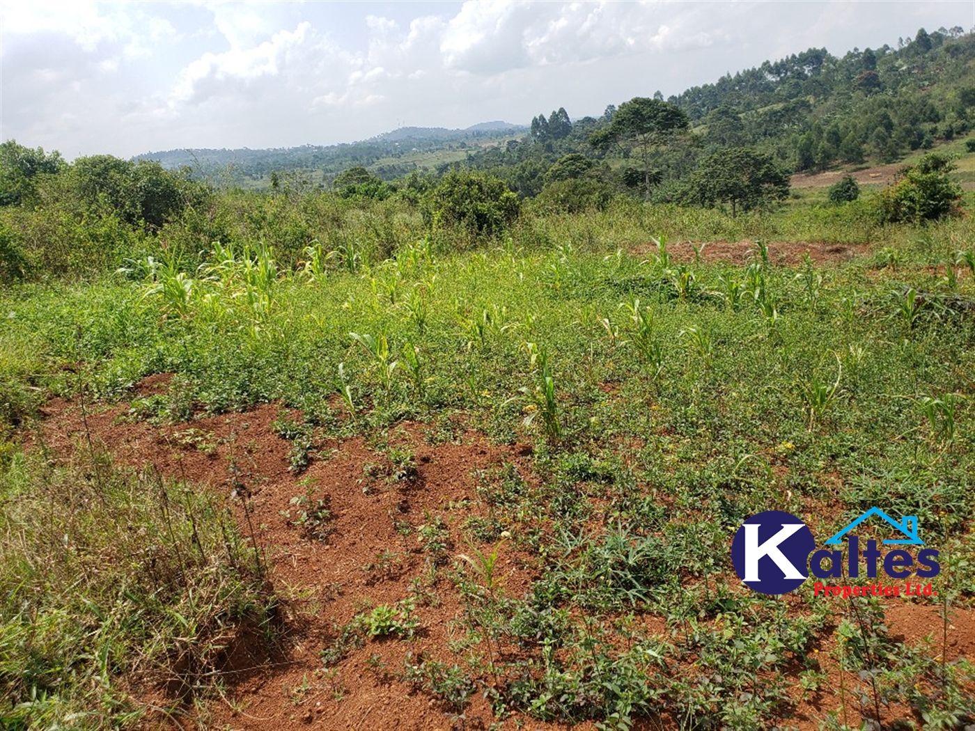 Agricultural Land for sale in Nkokonjeru Mukono