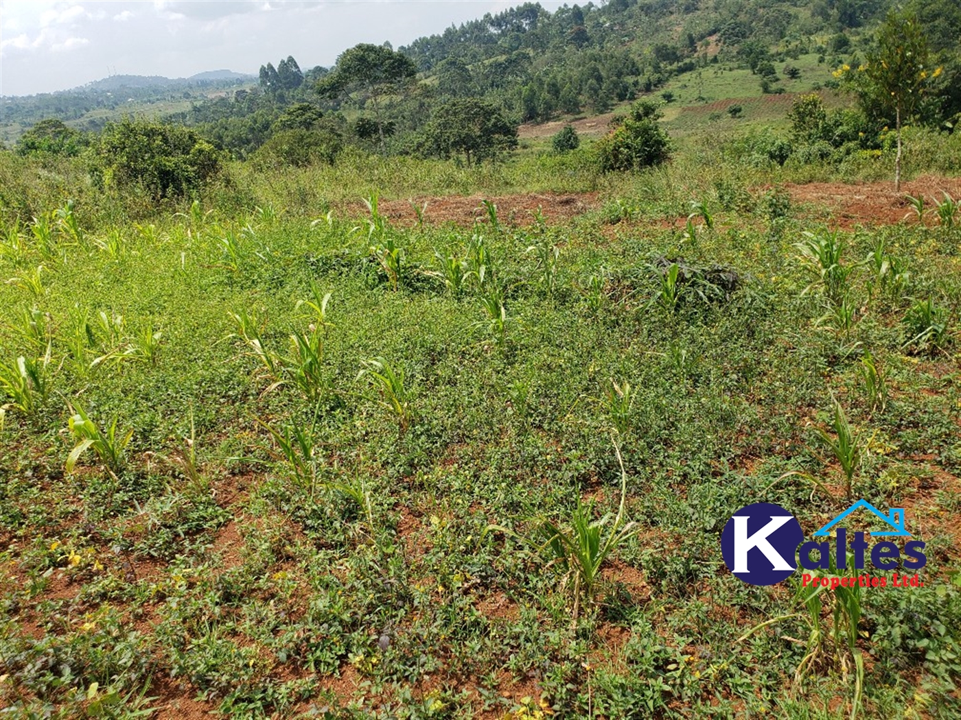 Agricultural Land for sale in Nkokonjeru Mukono