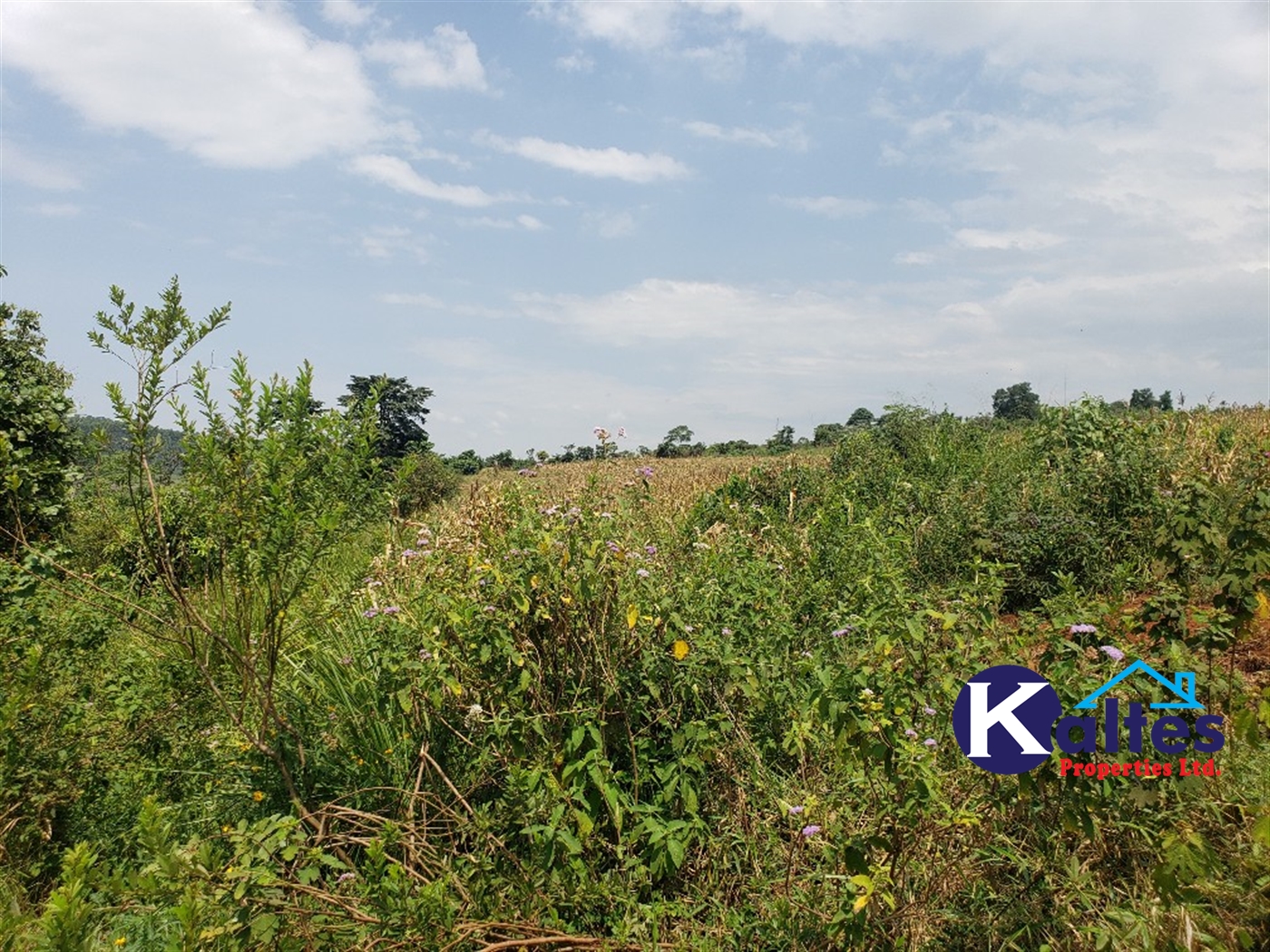 Agricultural Land for sale in Nkokonjeru Mukono