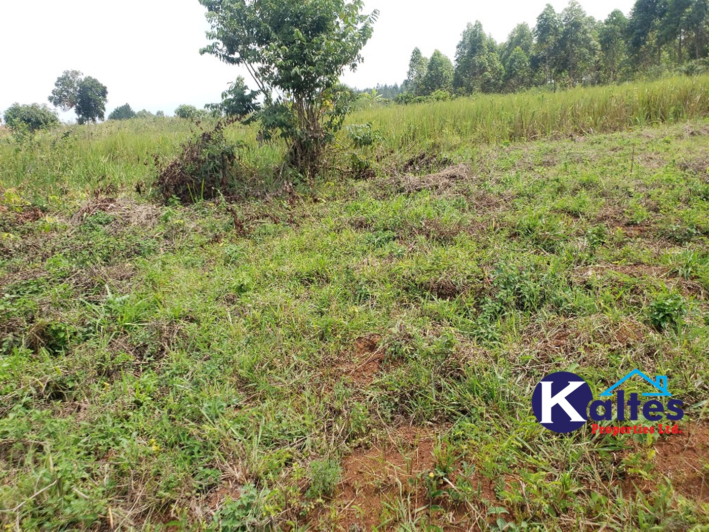 Agricultural Land for sale in Nkokonjeru Mukono