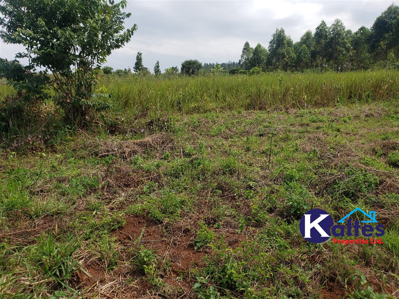 Agricultural Land for sale in Nkokonjeru Mukono