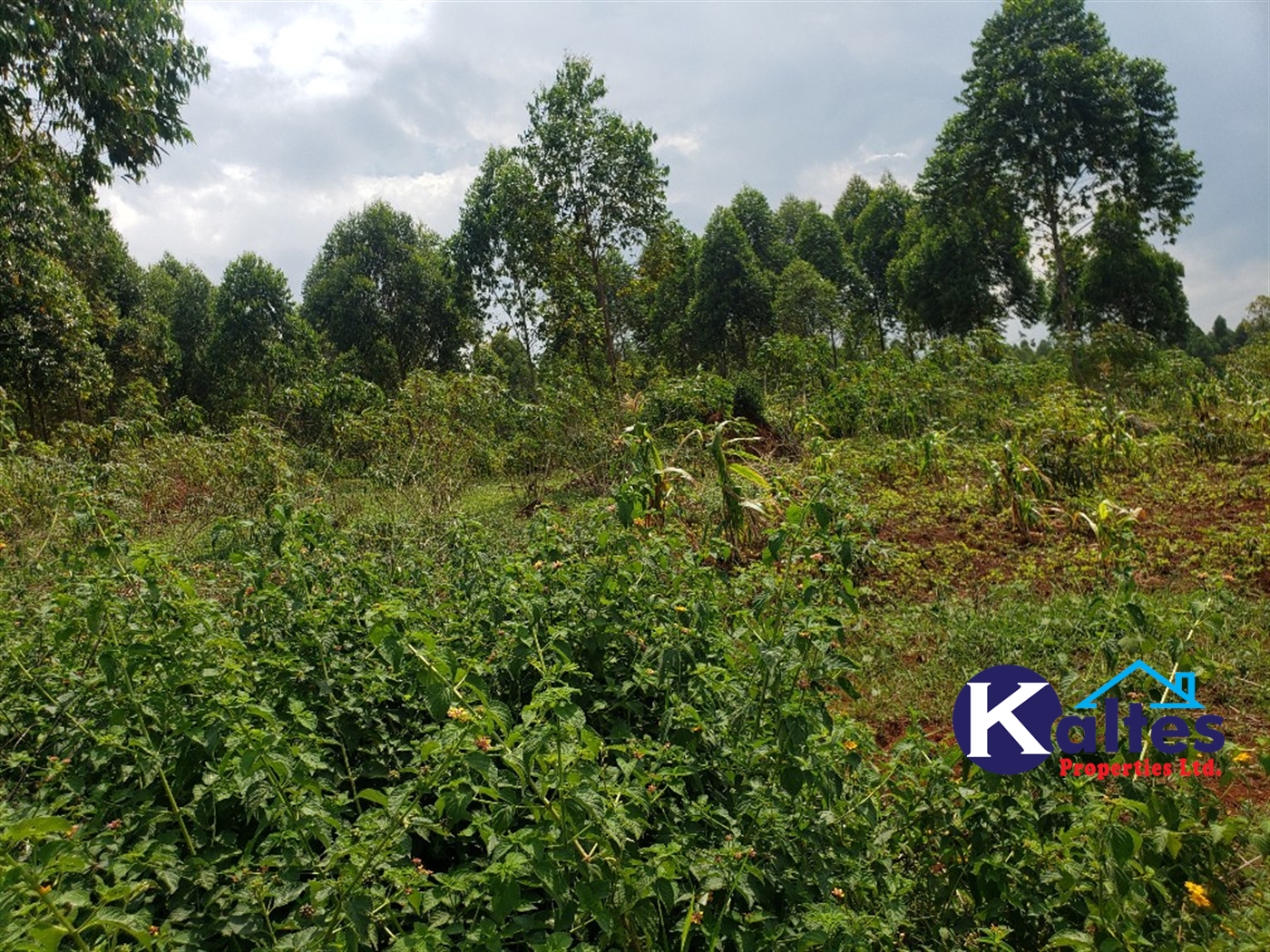 Agricultural Land for sale in Nkokonjeru Mukono