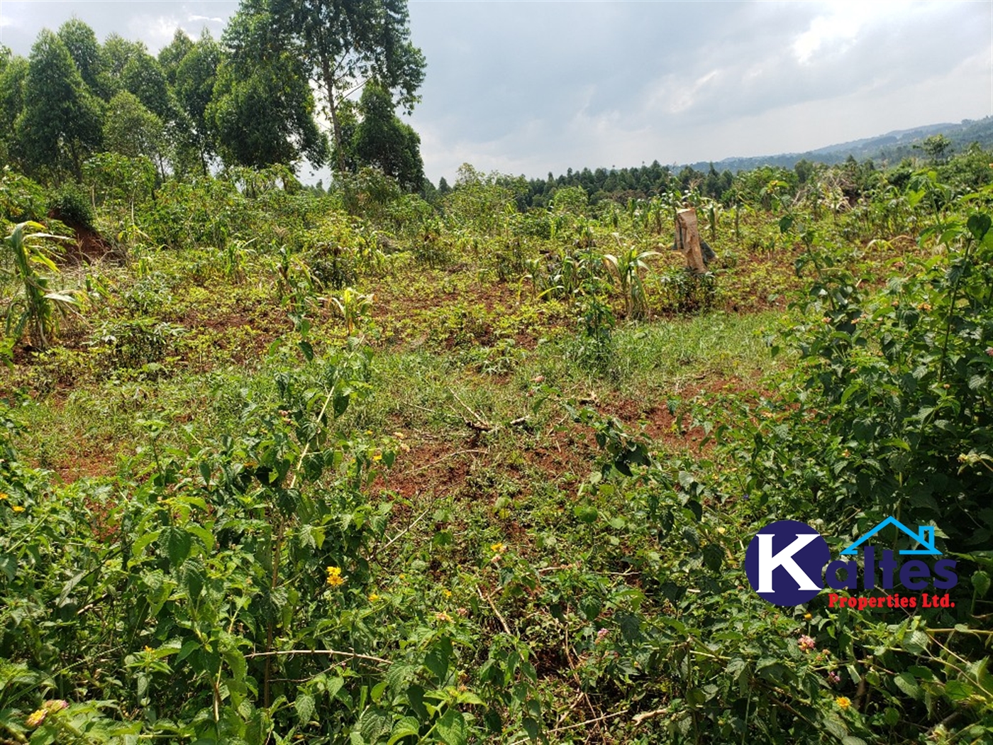 Agricultural Land for sale in Nkokonjeru Mukono