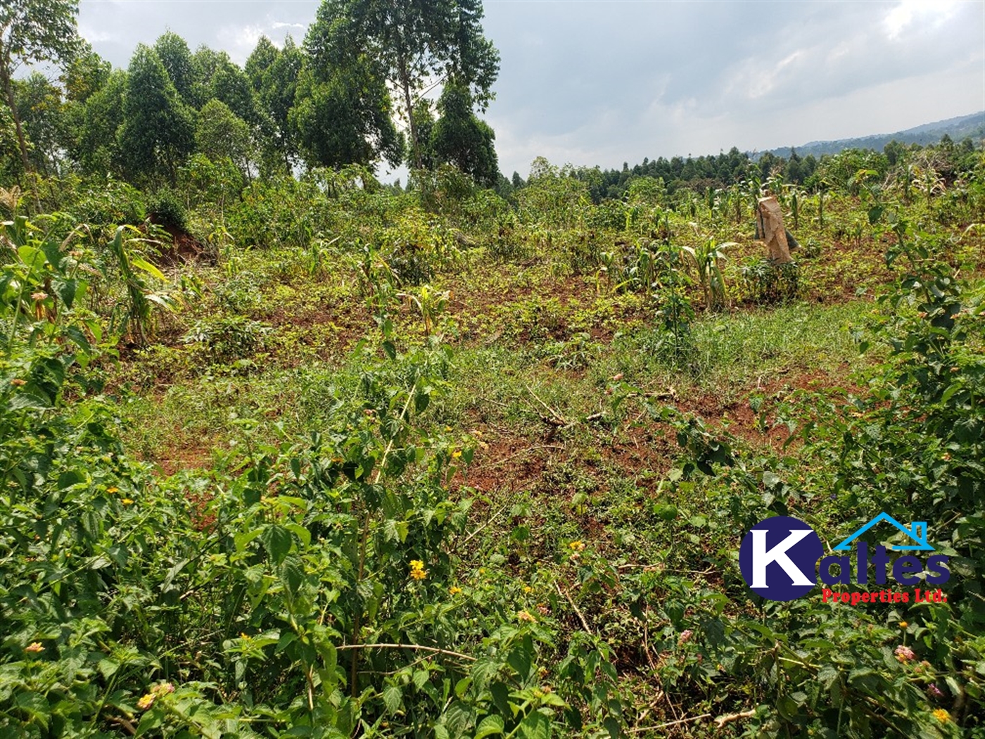 Agricultural Land for sale in Nkokonjeru Mukono