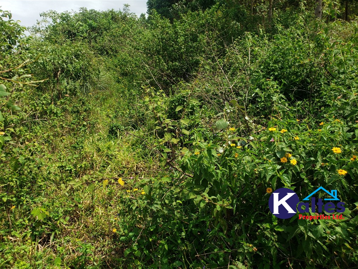 Agricultural Land for sale in Nkokonjeru Mukono