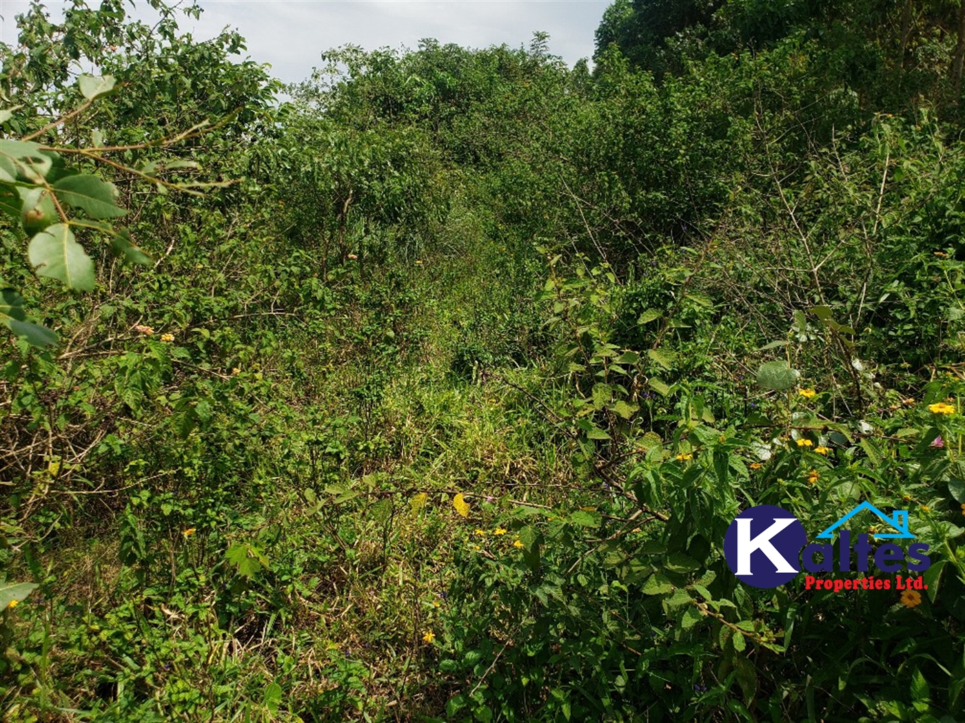 Agricultural Land for sale in Nkokonjeru Mukono