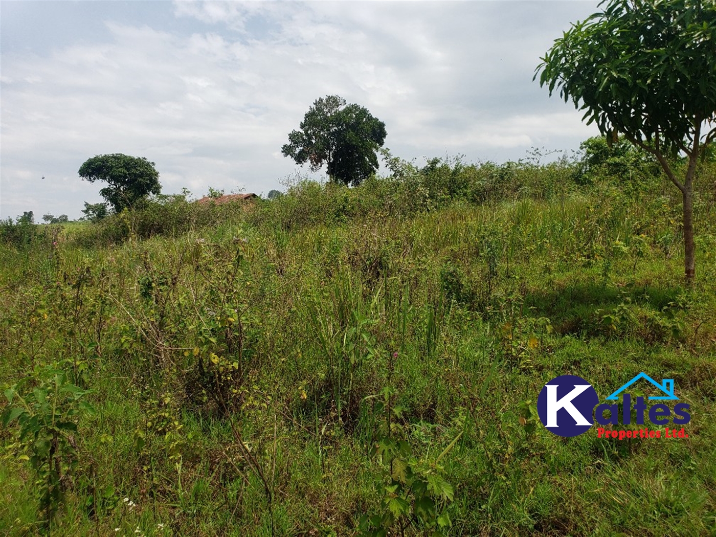 Agricultural Land for sale in Nkokonjeru Mukono