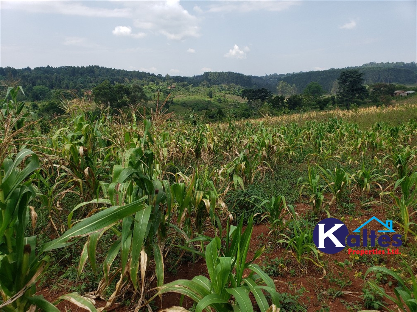 Agricultural Land for sale in Nkokonjeru Mukono