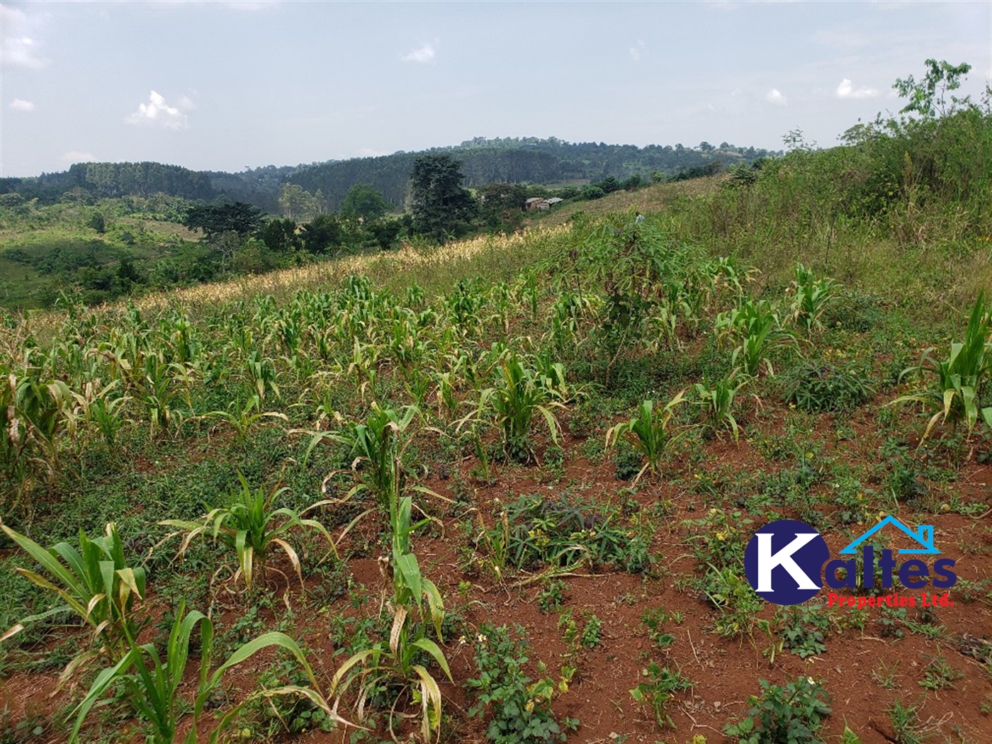 Agricultural Land for sale in Nkokonjeru Mukono