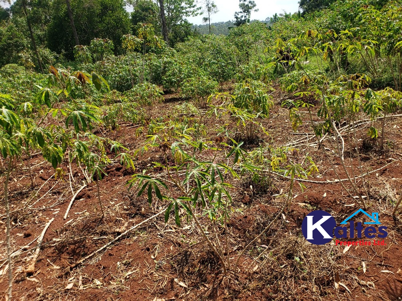 Agricultural Land for sale in Nkokonjeru Mukono