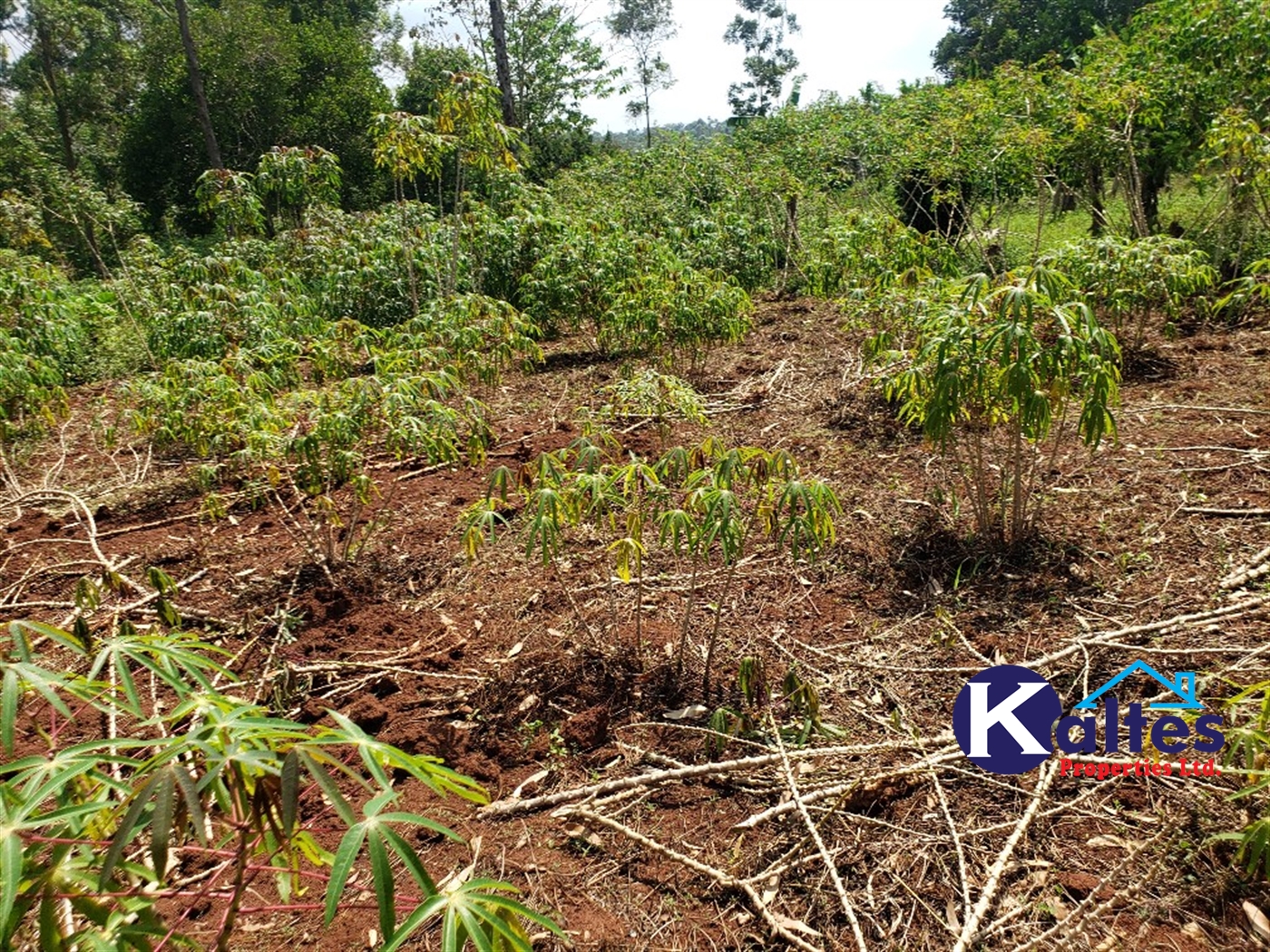 Agricultural Land for sale in Nkokonjeru Mukono