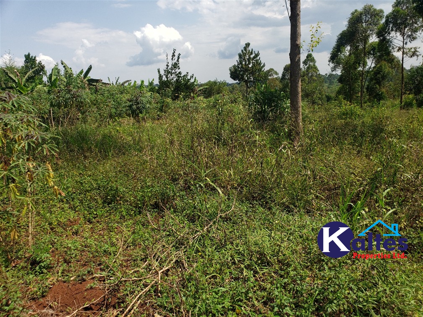 Agricultural Land for sale in Nkokonjeru Mukono