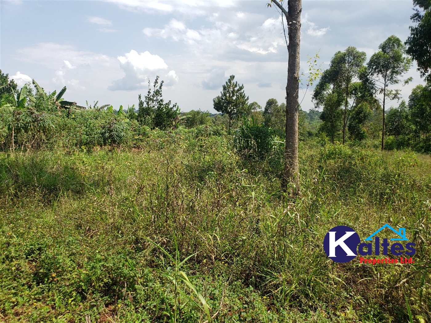 Agricultural Land for sale in Nkokonjeru Mukono