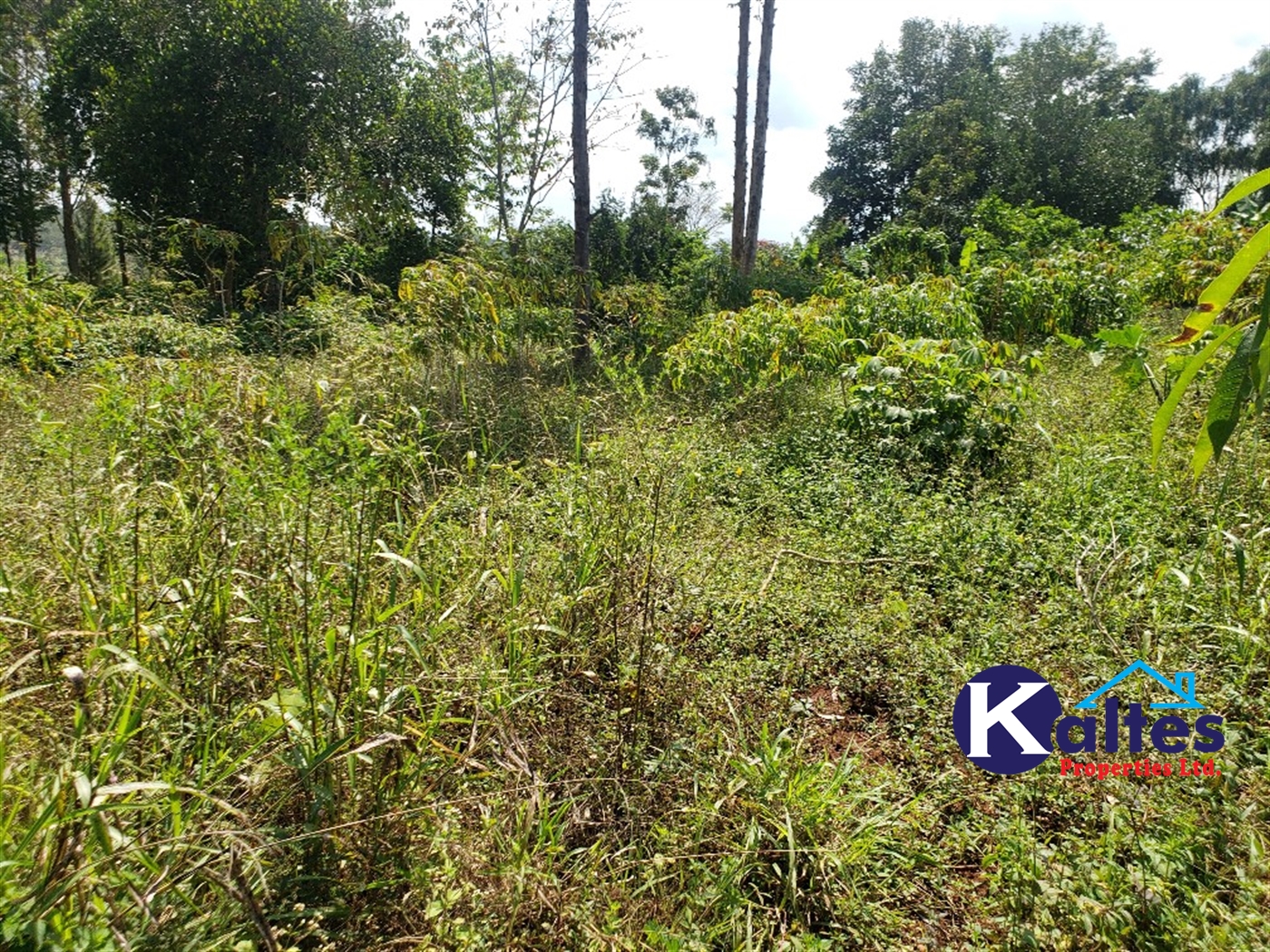 Agricultural Land for sale in Nkokonjeru Mukono