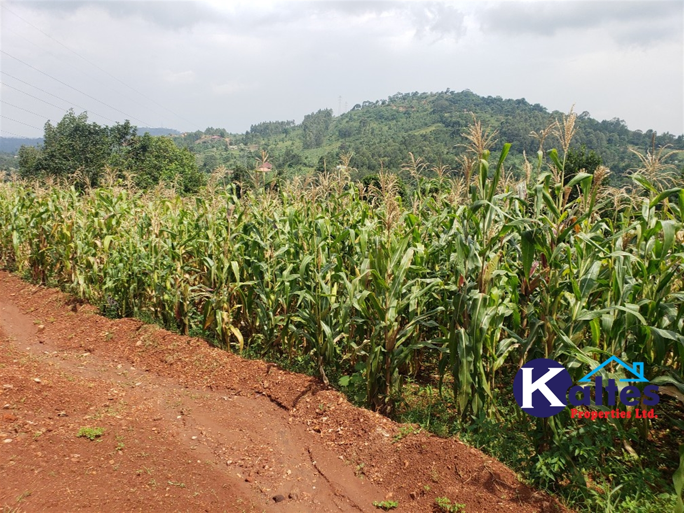 Agricultural Land for sale in Nkokonjeru Mukono