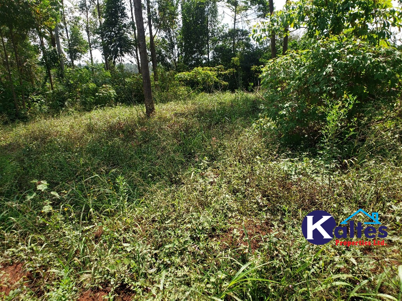 Agricultural Land for sale in Buyikwe Buyikwe